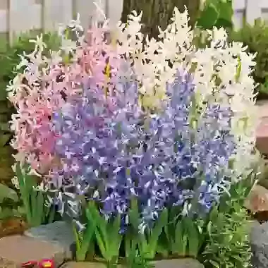 Multiflowering Mixed